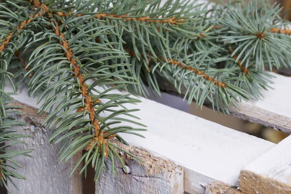 Blue Spruce Branches Wooden Box Boards Painted White — Stock Photo, Image