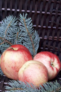 Mavi Ladin ve olgunlaşmış kokulu elma dalı. Bir hasır asma arka planı.