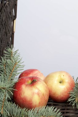 Mavi Ladin ve olgunlaşmış kokulu elma dalı. Bir hasır asma arka planı.