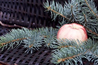 Mavi Ladin ve olgunlaşmış kokulu elma dalı. Bir hasır asma arka planı.