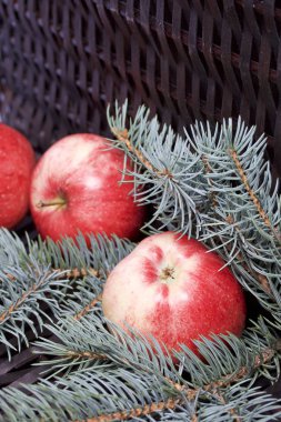 Mavi Ladin ve olgunlaşmış kokulu elma dalı. Bir hasır asma arka planı.