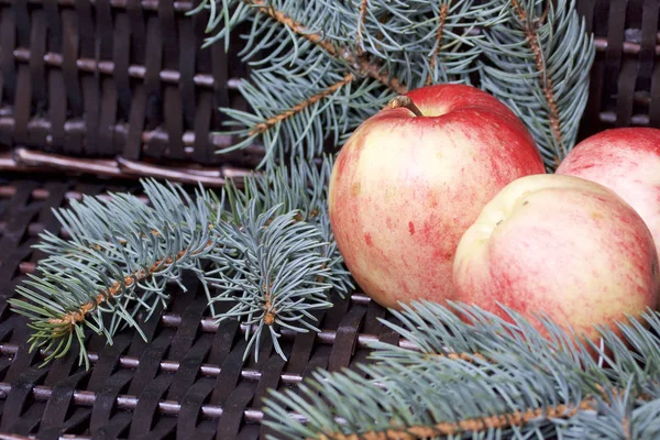 Mavi Ladin ve olgunlaşmış kokulu elma dalı. Bir hasır asma arka planı.