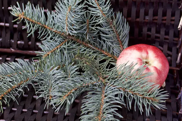 Mavi Ladin ve olgunlaşmış kokulu elma dalı. Bir hasır asma arka planı.