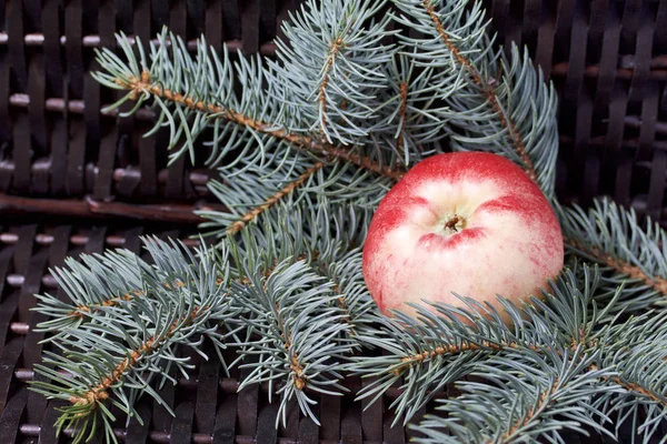 Oddziały Świerk Kłujący Dojrzałe Jabłka Pachnące Tle Winorośli Wiklina — Zdjęcie stockowe