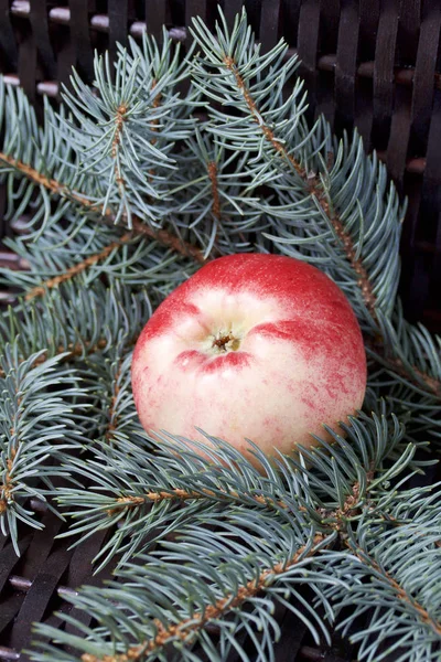 Mavi Ladin ve olgunlaşmış kokulu elma dalı. Bir hasır asma arka planı.