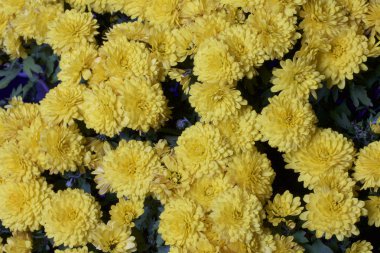 Sonbahar çiçekler bir tencerede. Sarı Krizantem.