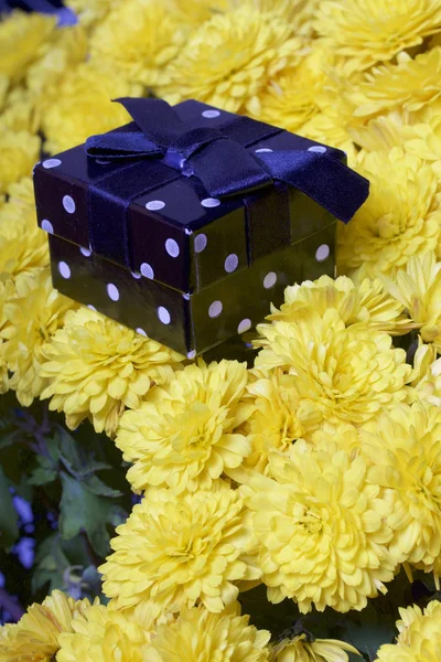 Sonbahar Çiçekler Bir Tencerede Sarı Krizantem Sonraki Kare Bir Kutu — Stok fotoğraf