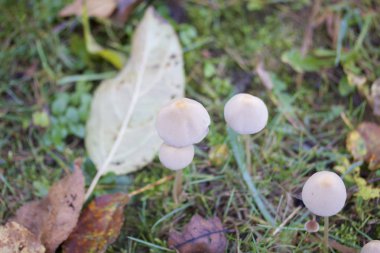 Sonbahar güzellik. Sonbahar'ın bahçesinde düşen yapraklar arasında mantar.