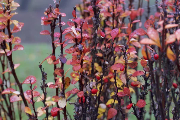 秋の美しさ カラフルな色あせた葉や果物 露滴し クモの巣 — ストック写真