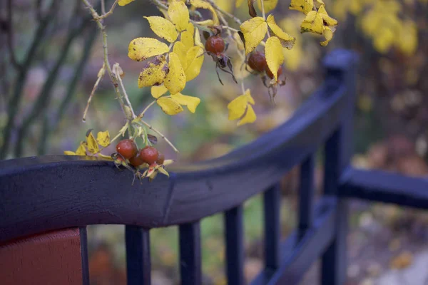 Herbstschönheit Gelbe Blätter Und Hagebutten Der Nähe Einer Parkbank — Stockfoto