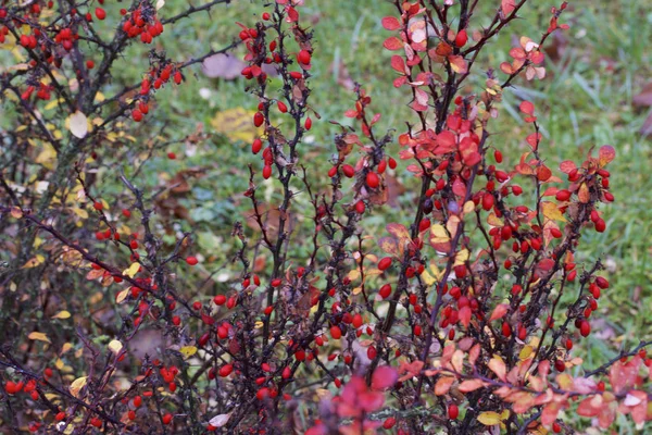 Autumn Beauty Colorful Faded Leaves Fruits Dew Drops Cobwebs — Stock Photo, Image