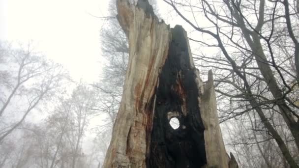 Verbrannter Baumstumpf Herbstpark Dichter Nebel Hüllte Bäume Und Sträucher Ein — Stockvideo