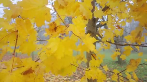 Parque Outono Envolto Névoa Espessa Árvores Com Folhas Amarelas Gazebos — Vídeo de Stock