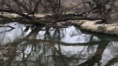 Sonbahar ağaçlar nehir kıyısında. Sonbahar frosts. Kasvetli soğuk hava.