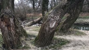 Sonbahar ağaçlar nehir kıyısında. Sonbahar frosts. Kasvetli soğuk hava.