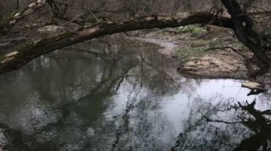 Sonbahar ağaçlar nehir kıyısında. Sonbahar frosts. Kasvetli soğuk hava.
