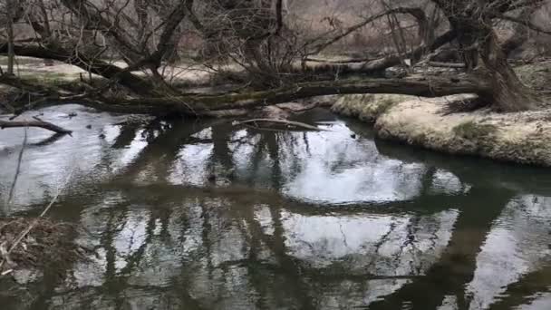 河边的秋天的树 秋天的霜冻阴郁寒冷的天气 — 图库视频影像