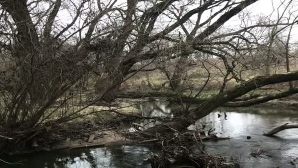 Φθινοπωρινά Δέντρα Από Ποτάμι Φθινόπωρο Παγετούς Ζοφερή Κρύου Καιρού — Αρχείο Βίντεο