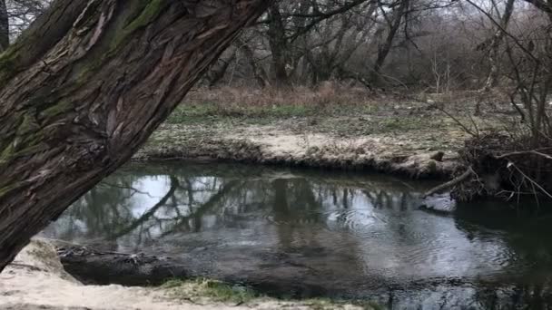 Höstträd Vid Floden Höstfrost Dystra Kallt Väder — Stockvideo