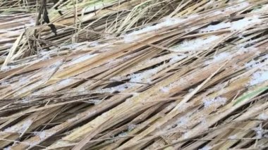 Deadwood çimenlerin üzerinde forest yakınındaki bir sonbahar çayır