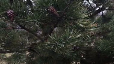  Uzun iğne çam, bir ağacın dalları üzerinde koni.