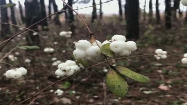 Herbstlandschaft Strauch Mit Früchten Wald — Stockvideo