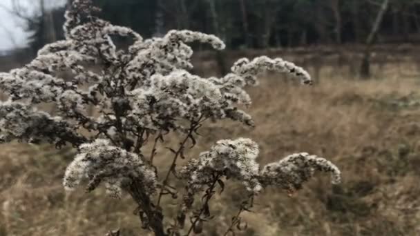 Grama Deadwood Prado Outono Perto Floresta — Vídeo de Stock