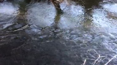 Sonbahar ağaçlar nehir kıyısında. Sonbahar frosts. Kasvetli soğuk hava.