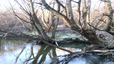 Sonbahar ağaçlar nehir kıyısında. Sonbahar frosts. Kasvetli soğuk hava.