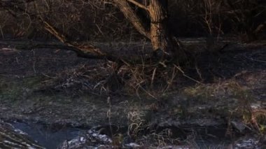  Sonbahar ağaçlar nehir kıyısında. Sonbahar frosts. Kasvetli soğuk hava.