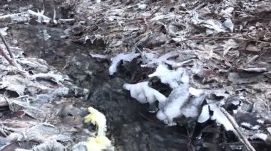 Dökülen yaprakların arasında akan dere, kırağı kaplamış. Sonbahar dondurmaları.
