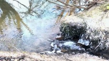 Şehitler arasında çalışan creek hoarfrost ile kapalı bırakır. Nehre düşüyor. Sonbahar frosts.