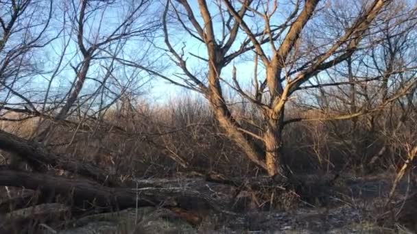 Árboles Otoño Junto Río Heladas Otoño Clima Frío Sombrío — Vídeos de Stock