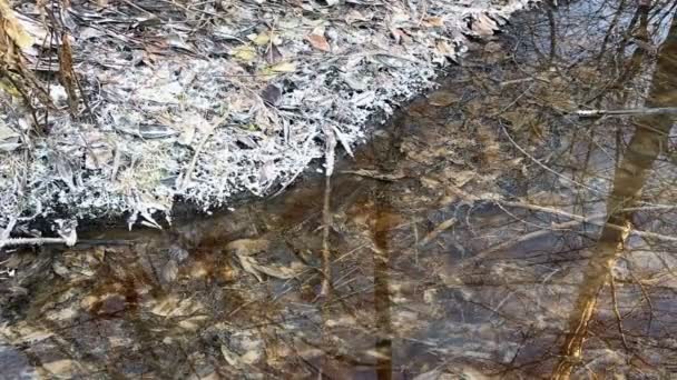 Creek Que Corre Entre Folhas Caídas Cobertas Geada Geadas Outono — Vídeo de Stock