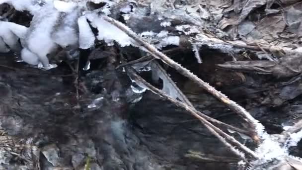 Creek Running Fallen Leaves Covered Hoarfrost Autumn Frosts — Stock Video