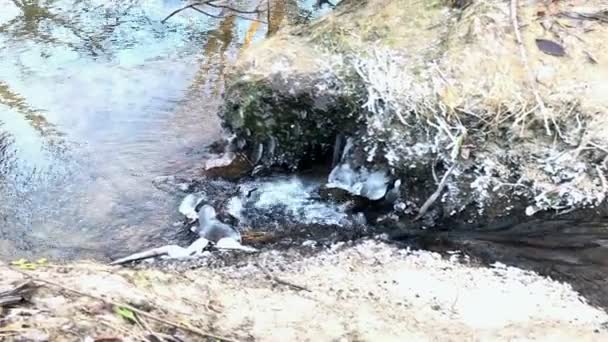 Creek Que Corre Entre Folhas Caídas Cobertas Geada Geadas Outono — Vídeo de Stock