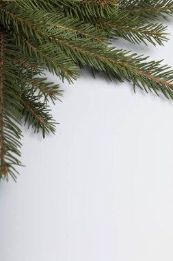 Ladin, beyaz bir arka plan üzerinde bulunan şubeleri