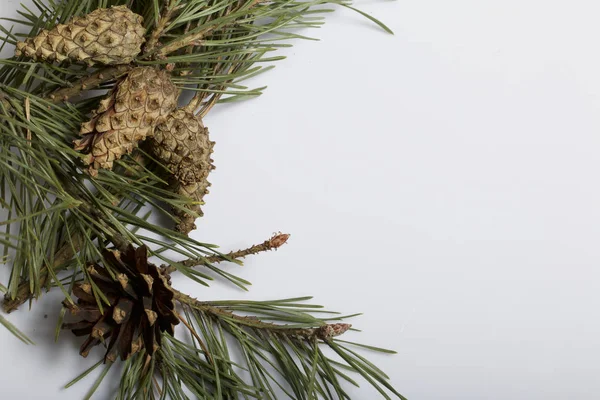 Ramos Pinheiro Com Cones Localizados Fundo Branco — Fotografia de Stock