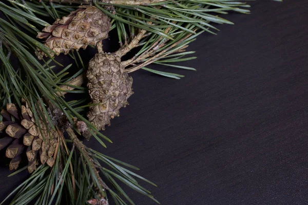 Pine Κλαδιά Κώνους Βρίσκεται Σκούρο Φόντο — Φωτογραφία Αρχείου