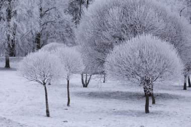 Winter Park. Çalılar ve ağaçlar kalın frost ile kaplıdır.