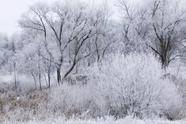 Winterpark Büsche Und Bäume Sind Mit Dickem Frost Bedeckt — Stockfoto