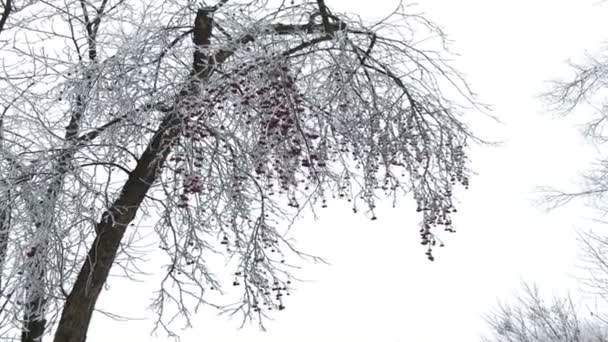 Winterpark Büsche Und Bäume Sind Mit Dickem Frost Bedeckt Den — Stockvideo