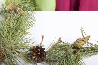 Çamın dalları üzerinde beyaz koniler ile. Kireç ve pembe perdeler fonunda.