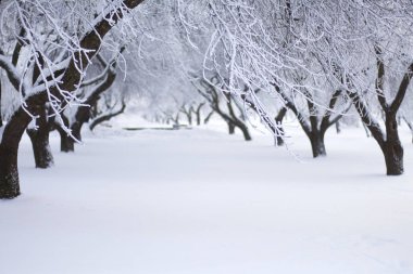 Winter Park. Çalılar ve ağaçlar kalın frost ile kaplıdır.
