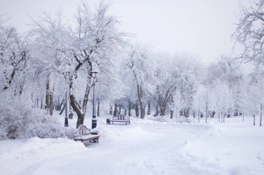 Winter Park. Çalılar ve ağaçlar kalın frost ile kaplıdır.