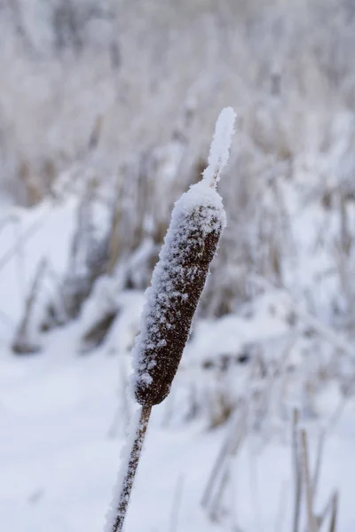 Rają Pokryte Śniegiem Winter Park Krzewy Drzewa Pokryte Grubą Mróz — Zdjęcie stockowe