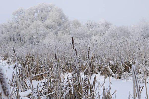 Заросли Сухой Тростника Покрытые Снегом Зимний Парк Ледники Деревья Покрыты — стоковое фото
