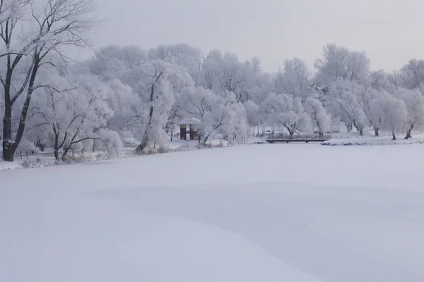 Winterpark Büsche Und Bäume Sind Mit Dickem Frost Bedeckt Gesehener — Stockfoto