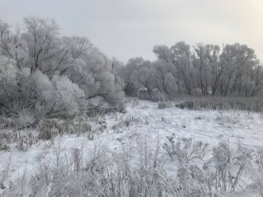 Winter Park. Çalılar ve ağaçlar kalın frost ile kaplıdır.