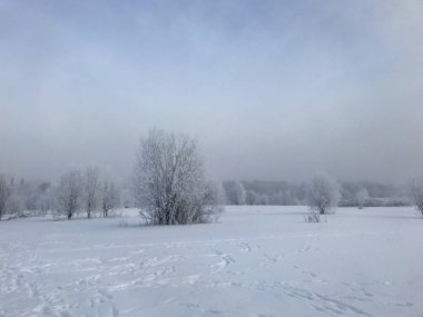 Winter Park. Çalılar ve ağaçlar kalın frost ile kaplıdır.